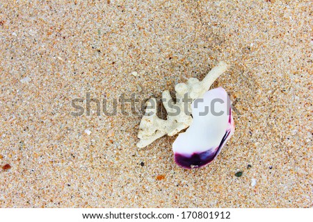 coral and sand , white coral on the beach