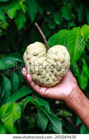 Custard apple fruit look like heart on hand
