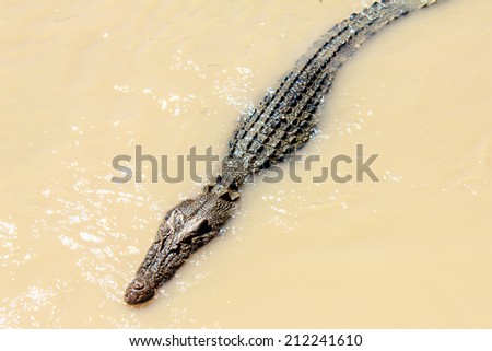 Salt Water Crocodile in the yellow river