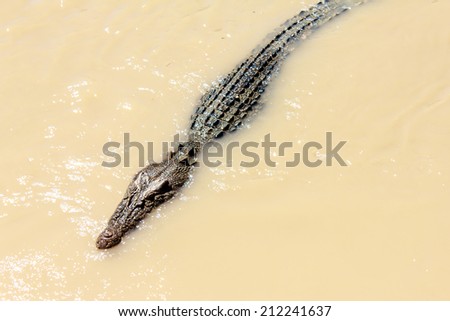 Salt Water Crocodile in the yellow river