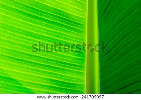 Banana leaves background, abstract background of banana leaves pattern