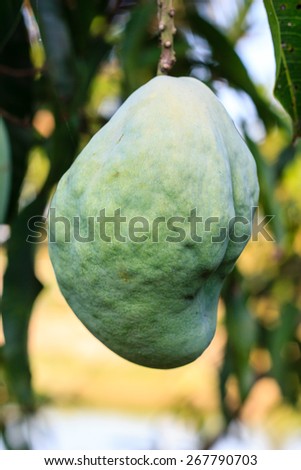 Mango tree with a ugly of fruits