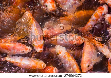 fish in many shades of orange densely packed in a body of water