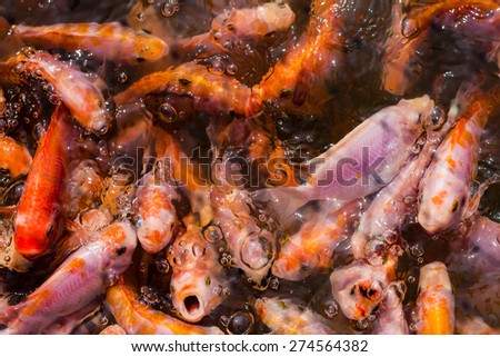 fish in many shades of orange densely packed in a body of water