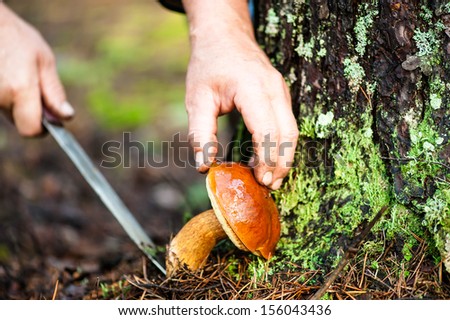 man cuts a mushroom in the forest