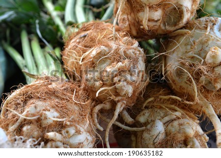 Organic celery root and leaves fresh from the farm. Background.