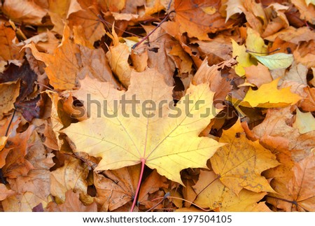 Background group autumn gold leaves. Outdoor.