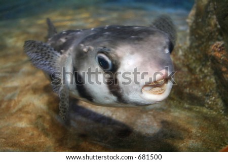 Fish With Open Mouth