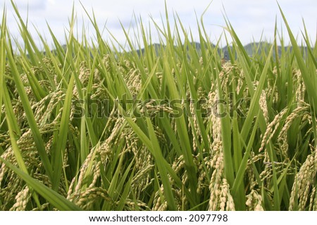 Rice stems and rice grains. Rice field.