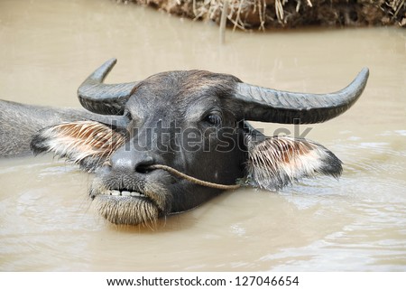 Asian buffalo submerged in muddy water, Vietnam.