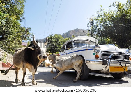 RISHIKESH, INDIA - FEBRUARY 11: Unidentified car makes a road accident with stray cow on February 11, 2010 in Rishikesh, India. Cow is sacred animal in India, but many die every year in crashes.