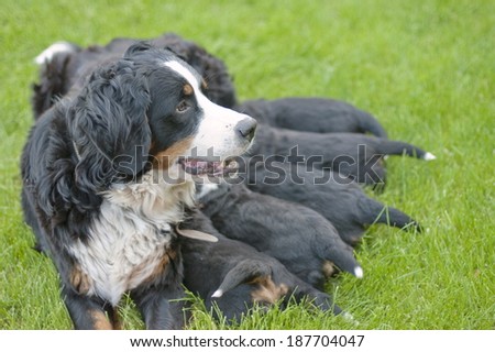Female Bernese mountain dog feeds on her puppies.