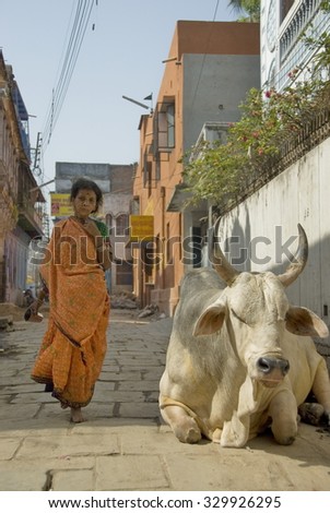 VARANASI, INDIA - MAY 1: Unidentified Indian woman passes by huge ox on a street in Varanasi, India, May 1, 2009. Cows and oxen are sacred animals in India and they freely live in the streets.