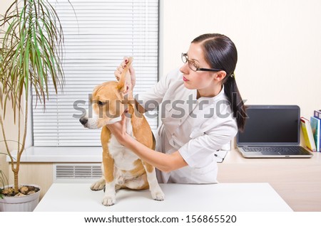 Veterinarian examines the dog\'s ears of breed beagle