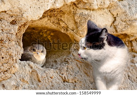 Cat hunts on a bird in nest
