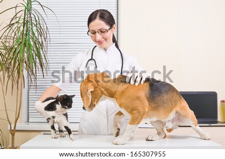 Meeting of dog with a kitten on a reception at the veterinary