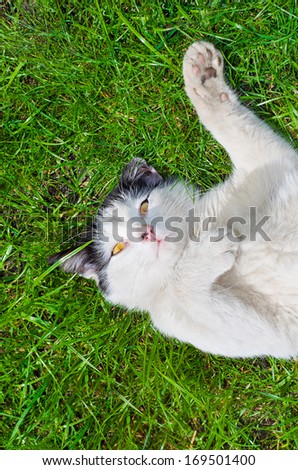 Cat lying on his back on the lawn