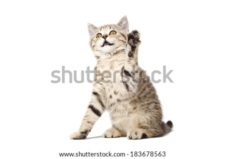 Playful kitten Scottish Straight with paw raised up