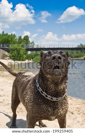 Portrait of a barking dog on the river bank