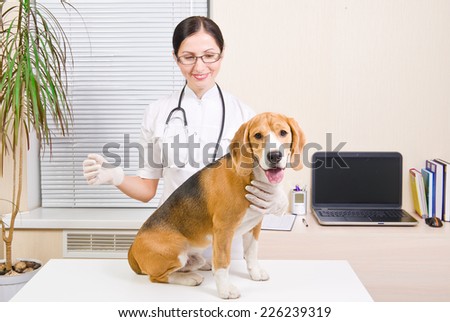 Dog of breed of Beagle at the vet