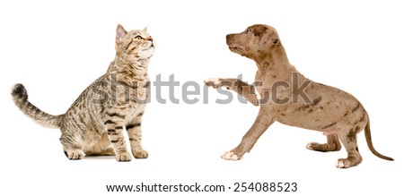 Curious cat Scottish Straight and puppy pit bull together isolated on white background