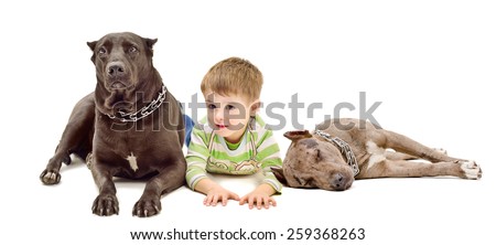 Boy and two dogs of breed pit bull lying down together isolated on white background