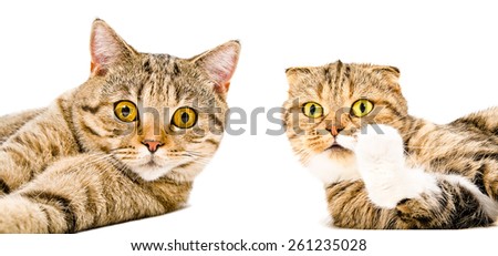 Portrait of a cat Scottish Straight and cat Scottish Fold close-up lying together isolated on white background