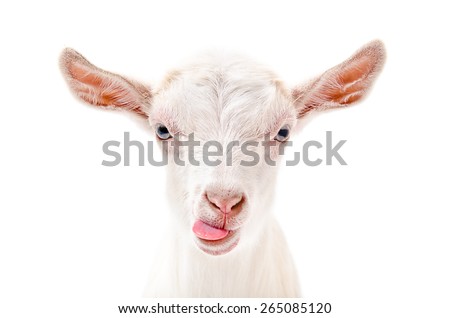 Portrait of a goat showing tongue, close-up, isolated on white background
