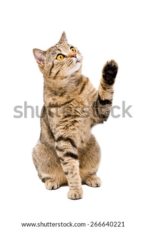 Portrait of a playful cat Scottish Straight sitting with paw raised isolated on white background