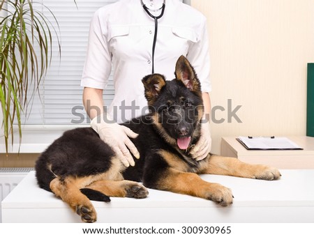 German shepherd puppy at the vet