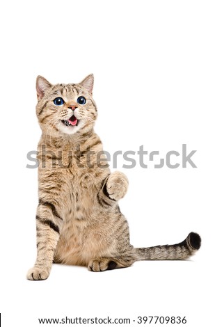 Portrait of a playful cat Scottish Straight with the reflection of the stars in the eyes, isolated on white background