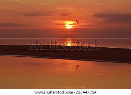 silhouette of a seagull flying over sand bank and calm sea, sunset background.