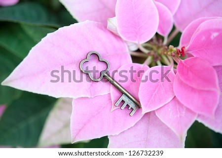 Pink flowers and key