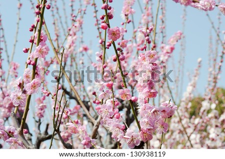 The flower of the plum trees are in bloom