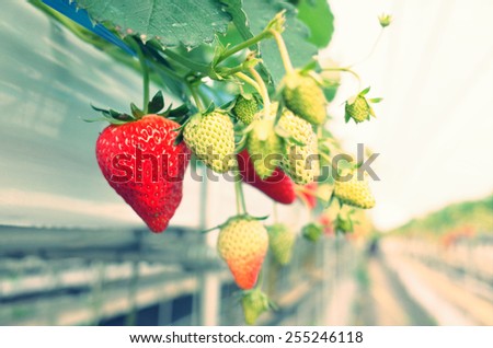 Fresh strawberries that are grown in greenhouses