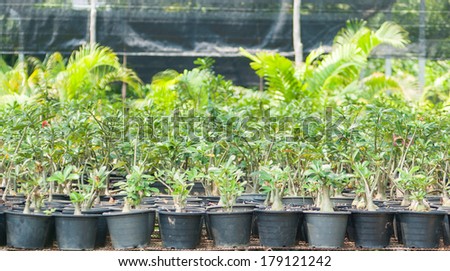 Young plants growing in a large plant nursery