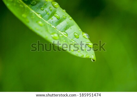Water drop from green leaf on blur background