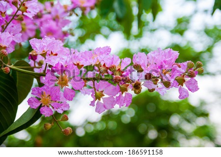 Lagerstroemia speciosa, Pride of India, Queen's flower