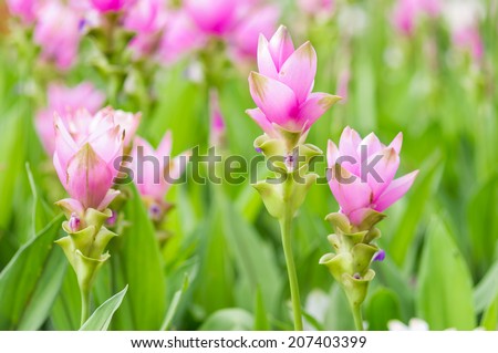 Curcuma alismatifolia blossom in Thailand, Siam tulip.