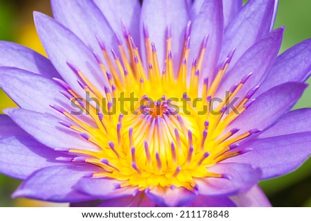 Purple water lilies closeup