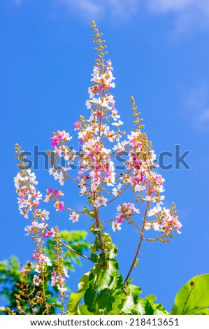 Lagerstroemia speciosa, Pride of India, Queen\'s flower