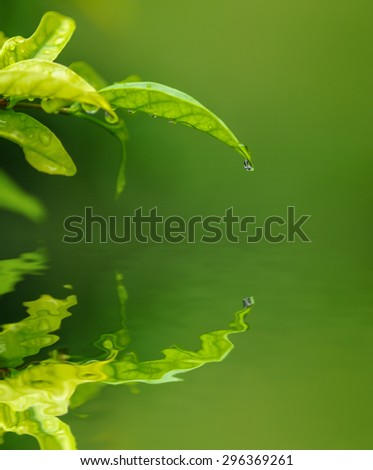 Water drop from green leaf on blur green background