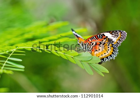 Leopard Lacewing (Cethosa Cyane) butterfly ready to fly