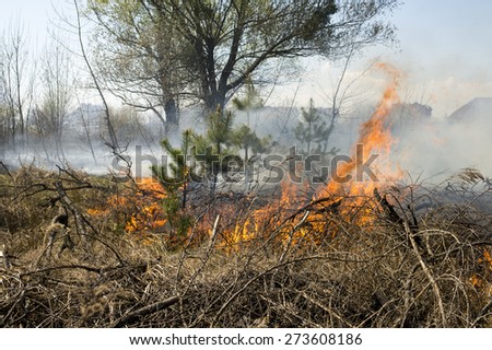 wall of fire and smoke in the forest fire