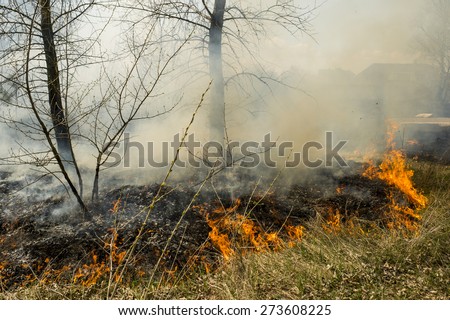 wall of fire and smoke in the forest fire