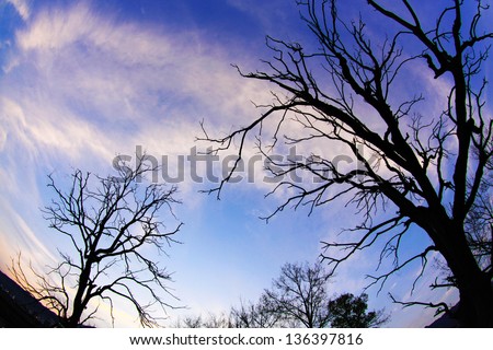 Sunsetting scene of a wide-angel fish-eye beautiful blue sky clouds and lovely wonderful Mysterious shape of trees fairy tale world and wonderland scape