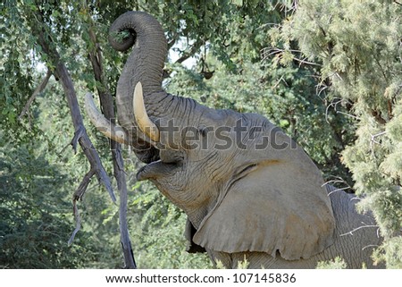 Damaraland, Namibia, Africa - October 5, 2011: An elephant reaches for fresh green leaves to eat in the wild desert landscape of Damaraland, Namibia, Africa.