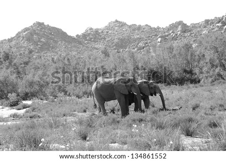 Damaraland, Namibia, Africa - October 5, 2011: Two wild elephants stand stand together amongst the landscape of Damaraland, Namibia, Africa.