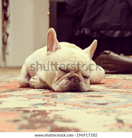 Instagram filtered style image of a sleeping French Bulldog in New York City.