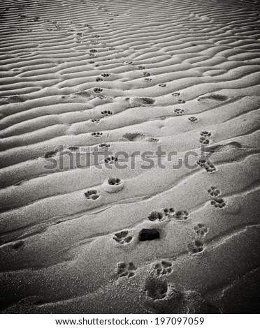 Dog paw prints in the sand at a beach in Provincetown, Massachusetts with black and white Instagram effect filter.